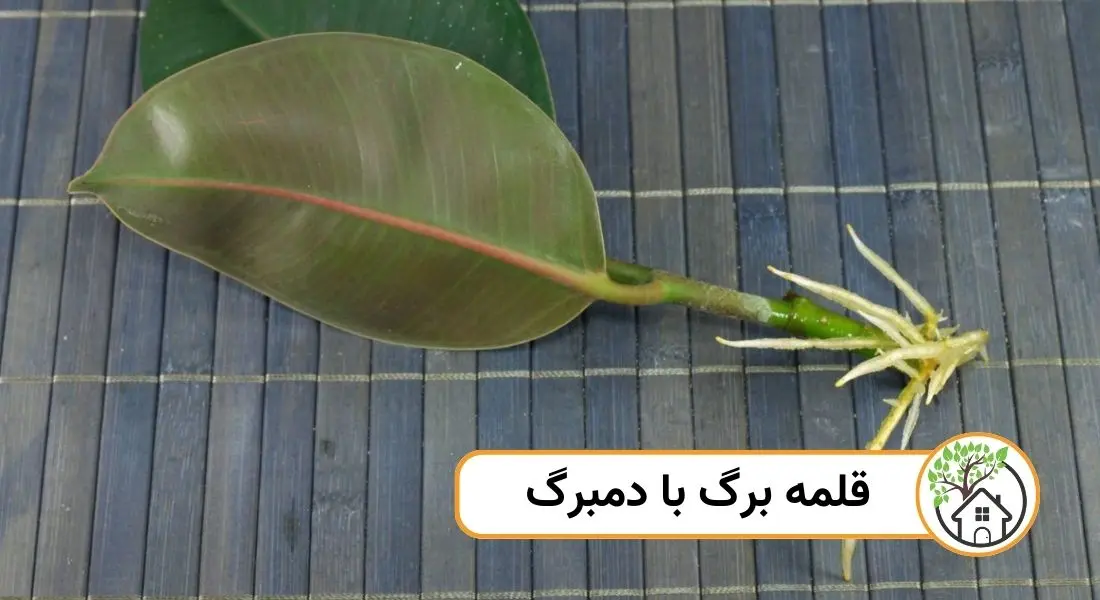 - قلمه برگ با دمبرگ