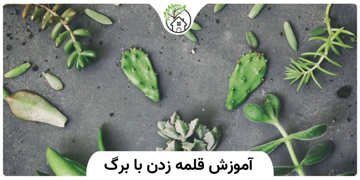 آموزش قلمه زدن با برگ