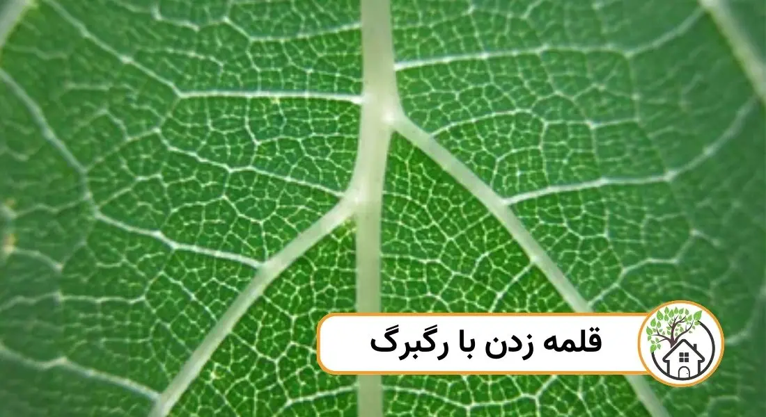 - قلمه زدن با رگبرگ