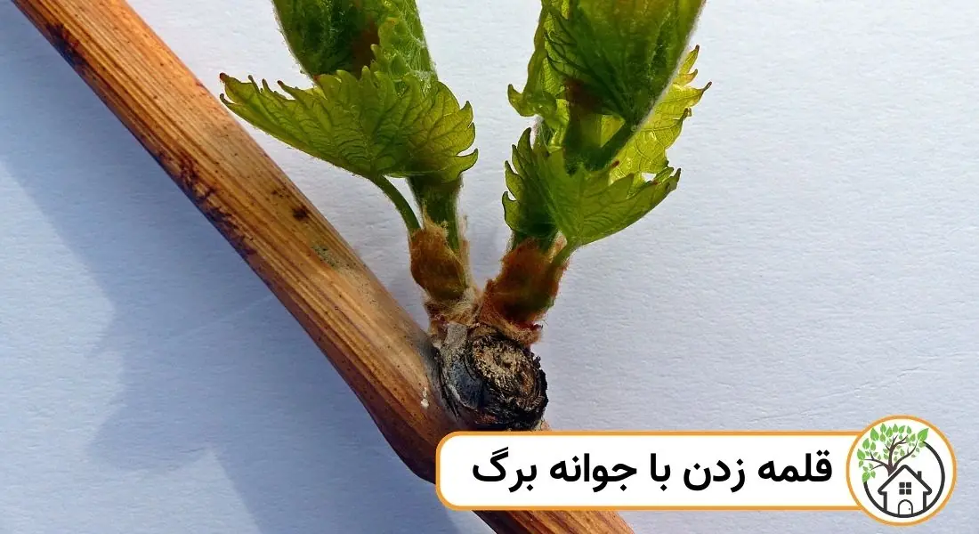 - قلمه زدن با جوانه برگ