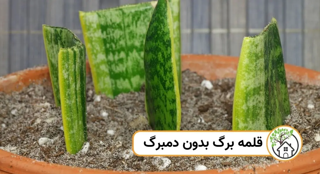 - قلمه برگ بدون دمبرگ