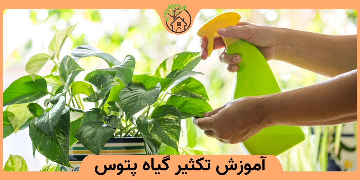 آموزش گیاه پتوس