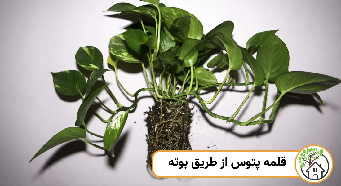 قلمه پتوس از طریق بوته
