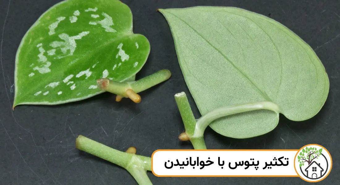تکثیر پتوس با خوابانیدن
