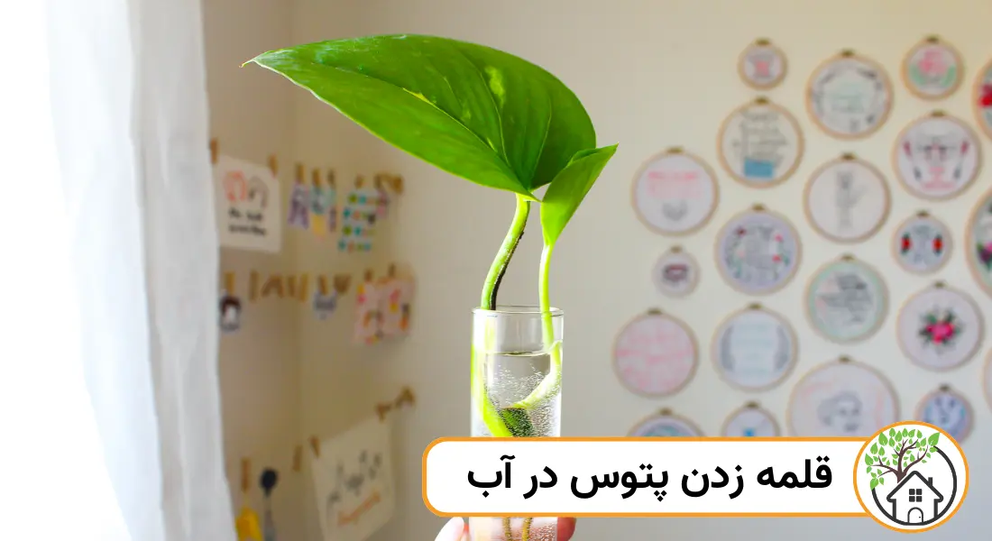 قلمه زدن پتوس در آب