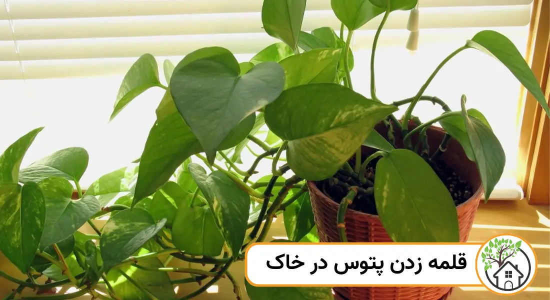 قلمه زدن پتوس در خاک