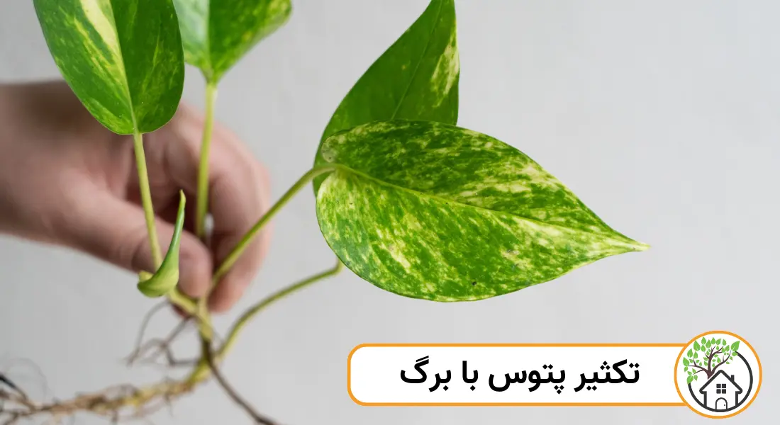 تکثیر پتوس با برگ