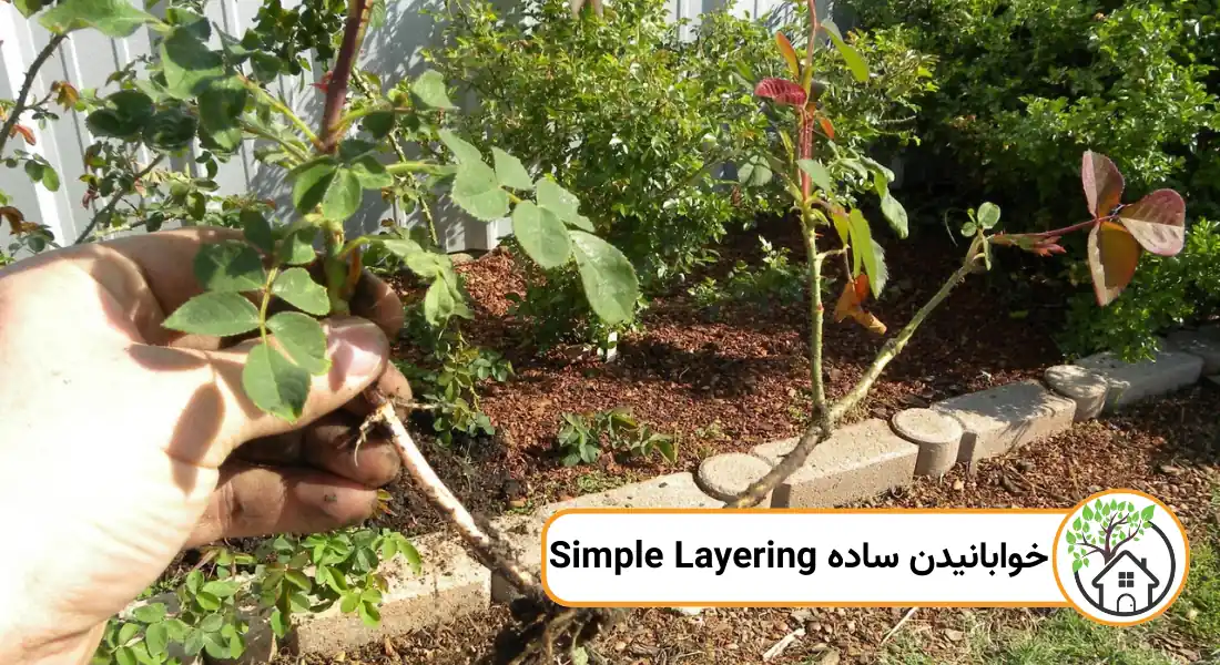 خوابانیدن ساده