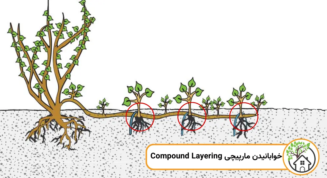 خوابانیدن مارپیچی