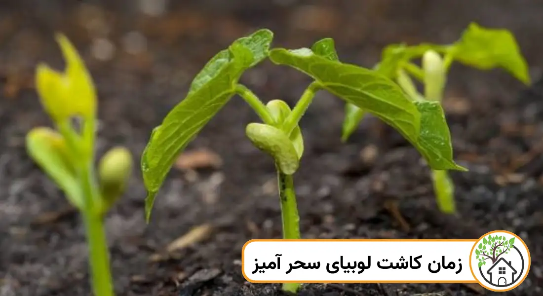 - زمان کاشت لوبیای سحر آمیز