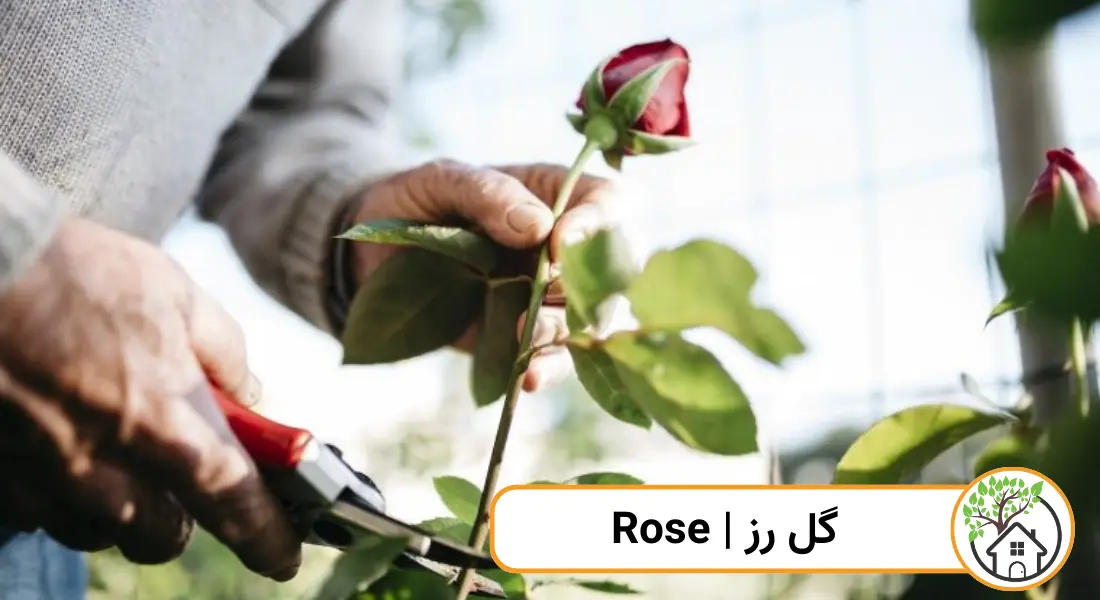 چه گیاهانی را می توان قلمه زد؟ (گل رز)