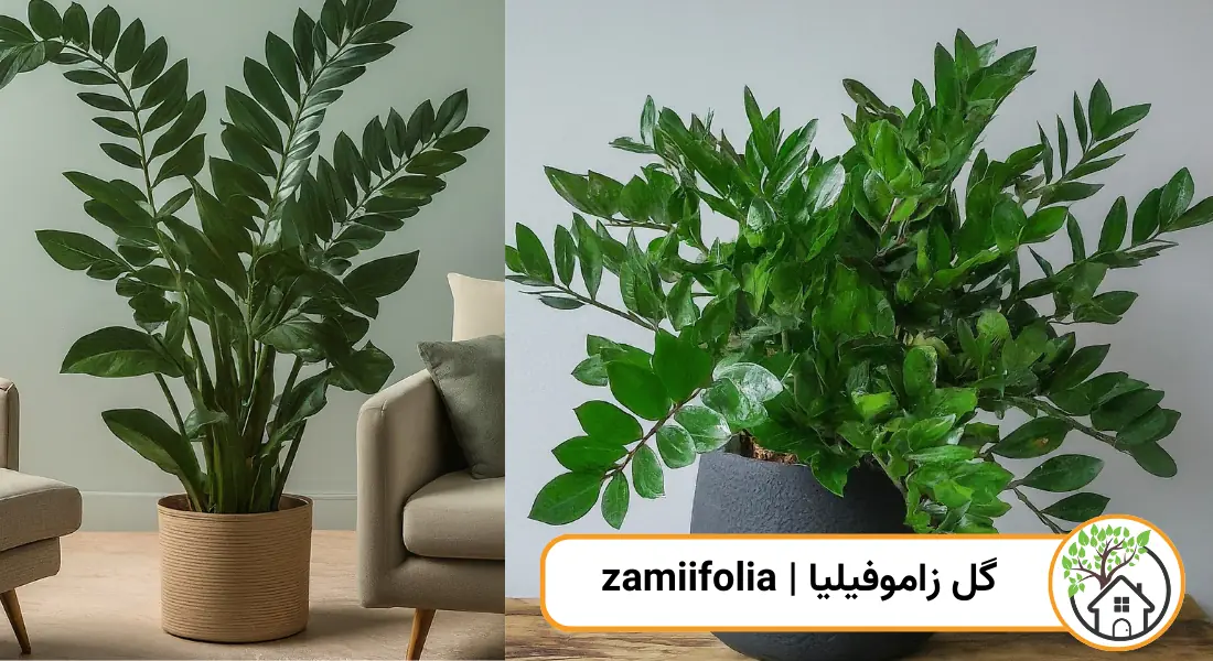 چه گیاهانی را می توان قلمه زد؟ (گل زاموفیلیا)
