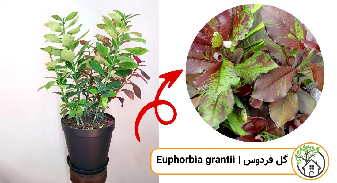 چه گیاهانی را می توان قلمه زد؟ (گل فردوس)