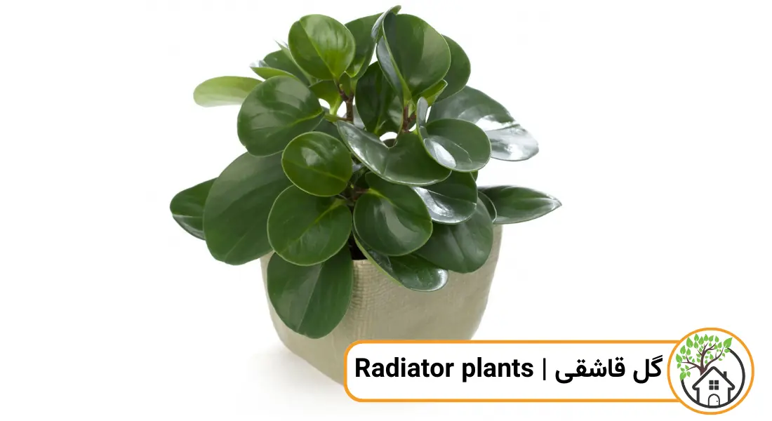 چه گیاهانی را می توان قلمه زد؟ (گل قاشقی)