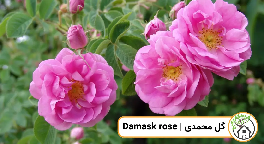 چه گیاهانی را می توان قلمه زد؟ (گل محمدی)