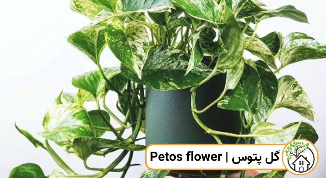 چه گیاهانی را می توان قلمه زد؟ (گل محمدی)