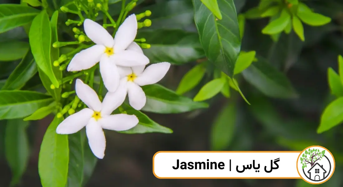 چه گیاهانی را می توان قلمه زد؟ (گل یاس)
