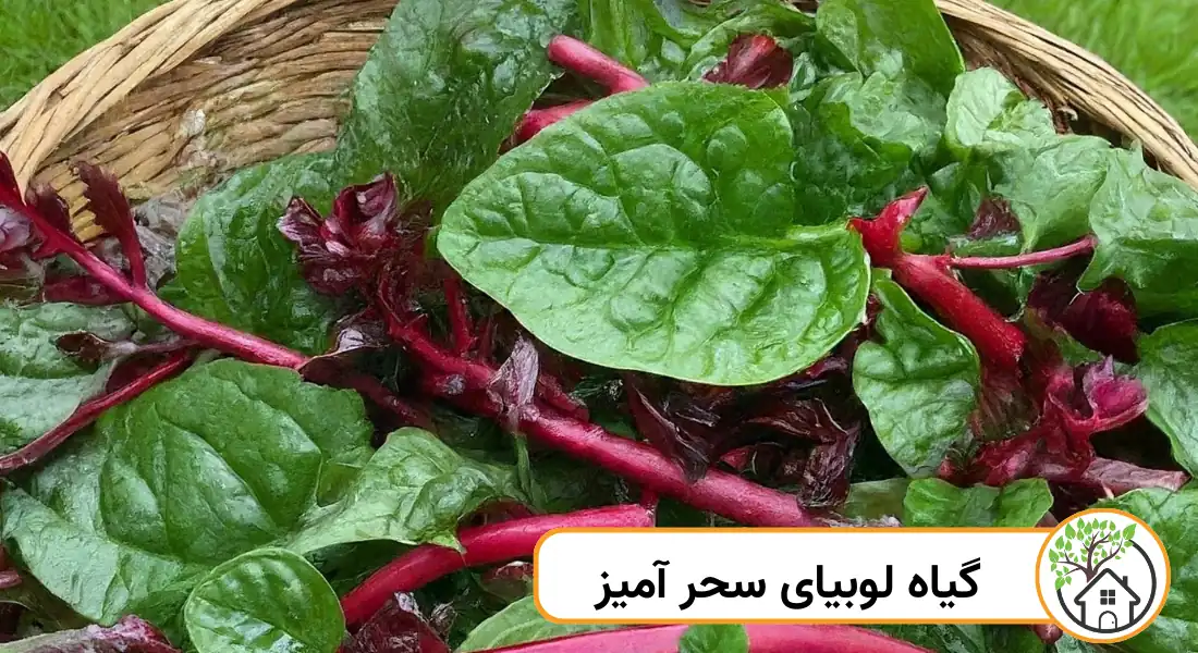 - گیاه لوبیای سحر آمیز