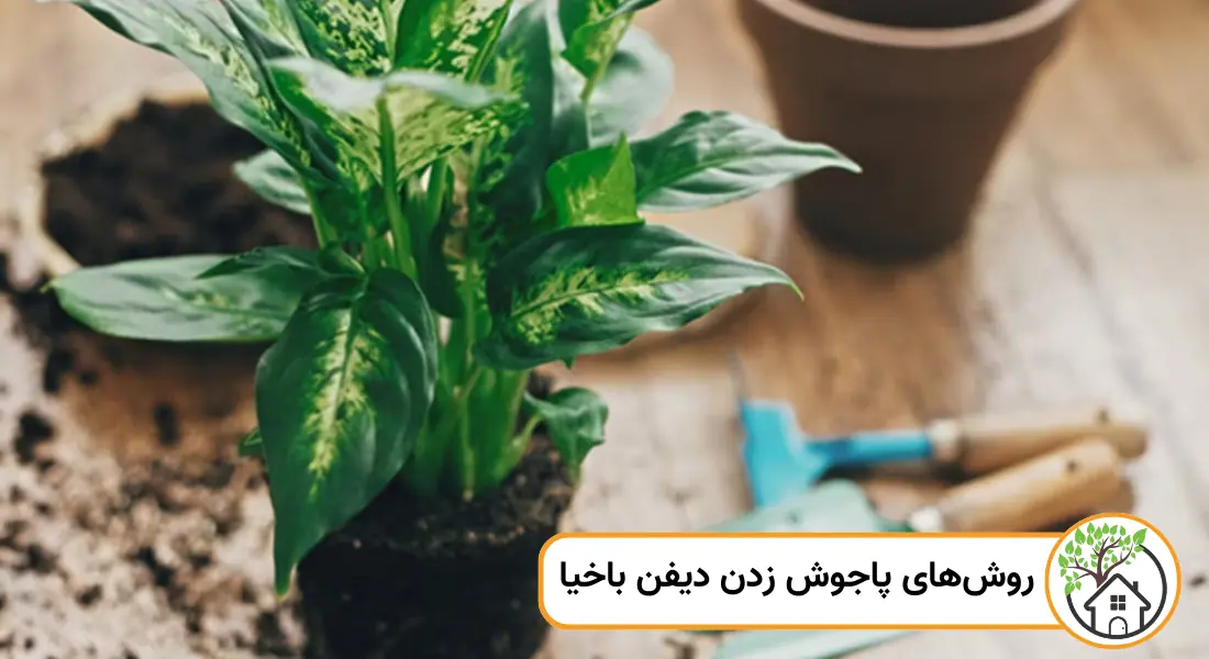 تعویض خاک گلدان؛ از روش های پاجوش زدن دیفن باخیا