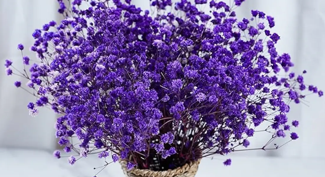 نماد گل ژیپسوفیلا بنفش