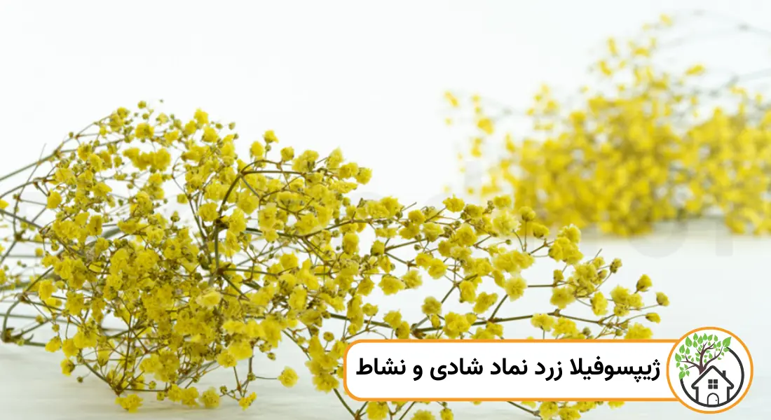 نماد گل ژیپسوفیلا زرد