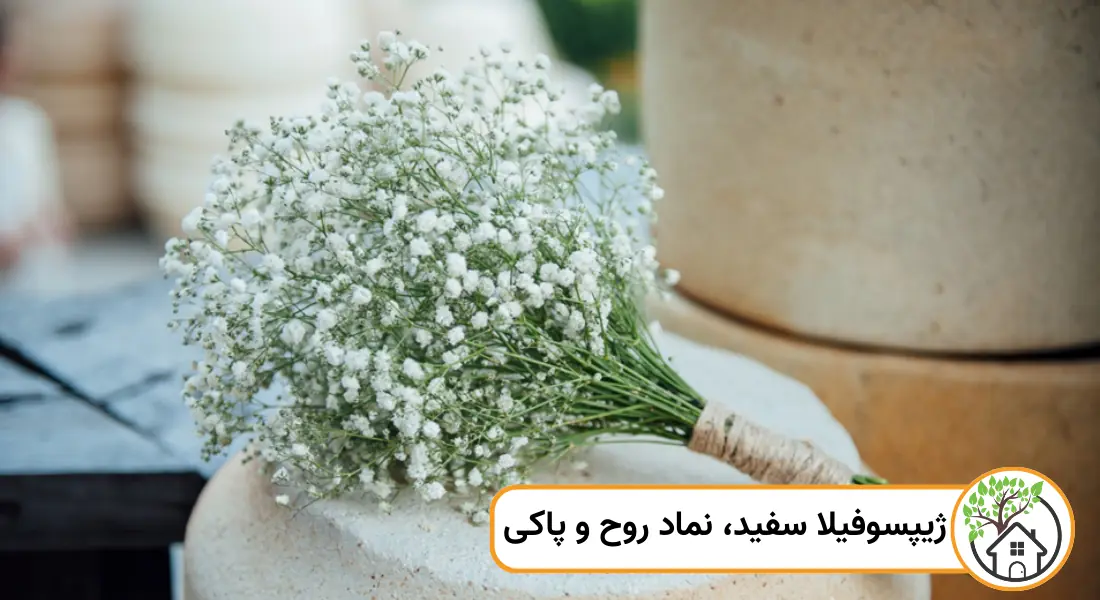 نماد گل ژیپسوفیلا سفید