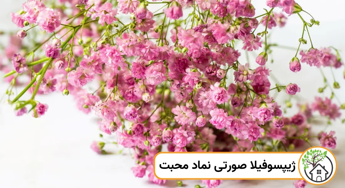 نماد گل ژیپسوفیلا صورتی