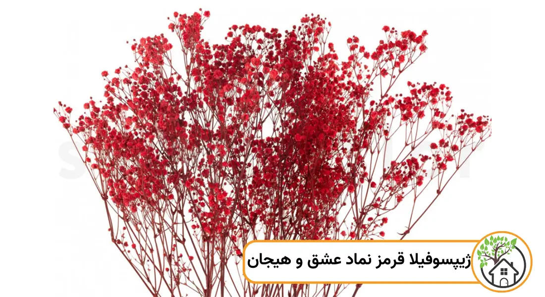نماد گل ژیپسوفیلا قرمز