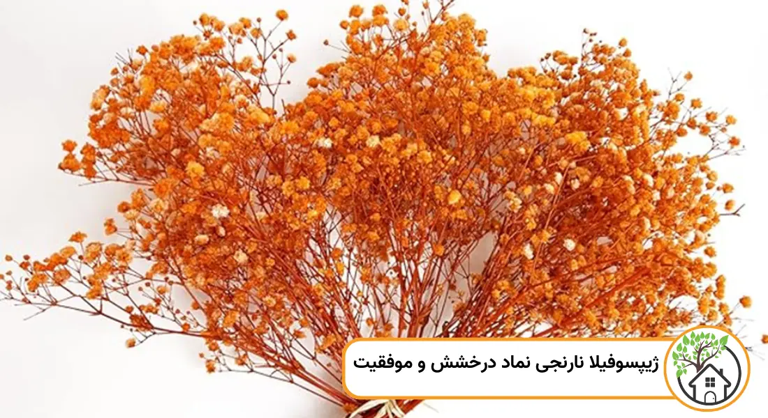نماد گل ژیپسوفیلا نارنجی