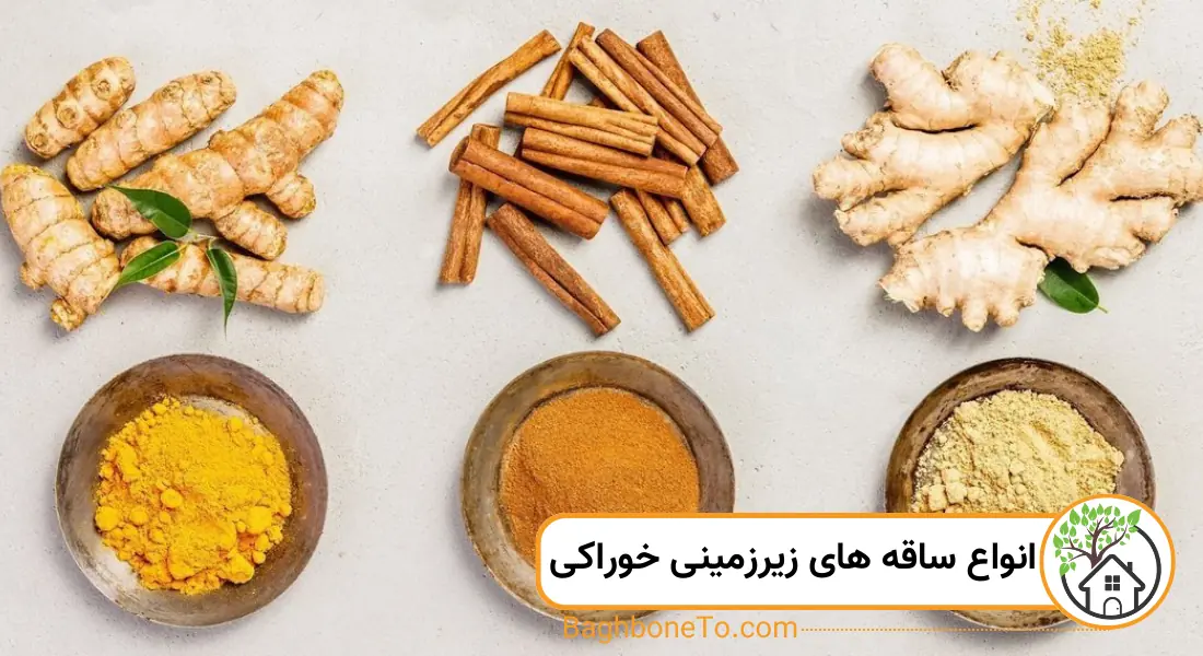 - ساقه های زیرزمین خوراکی