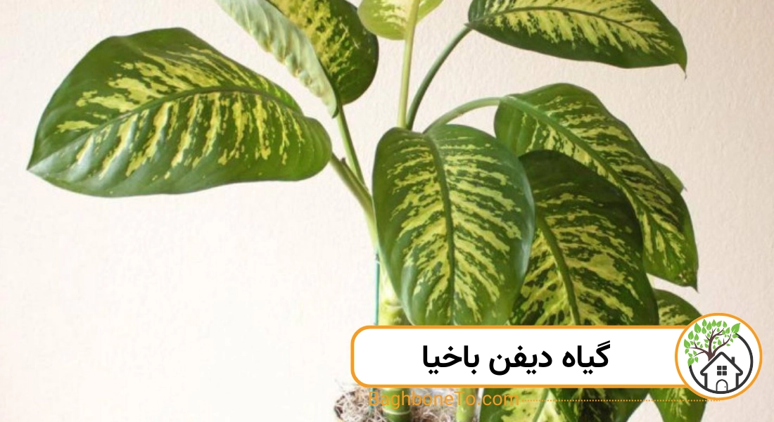 10 گیاه آپارتمانی سمی رایج + راهکار موثردر مواقع اضطراری