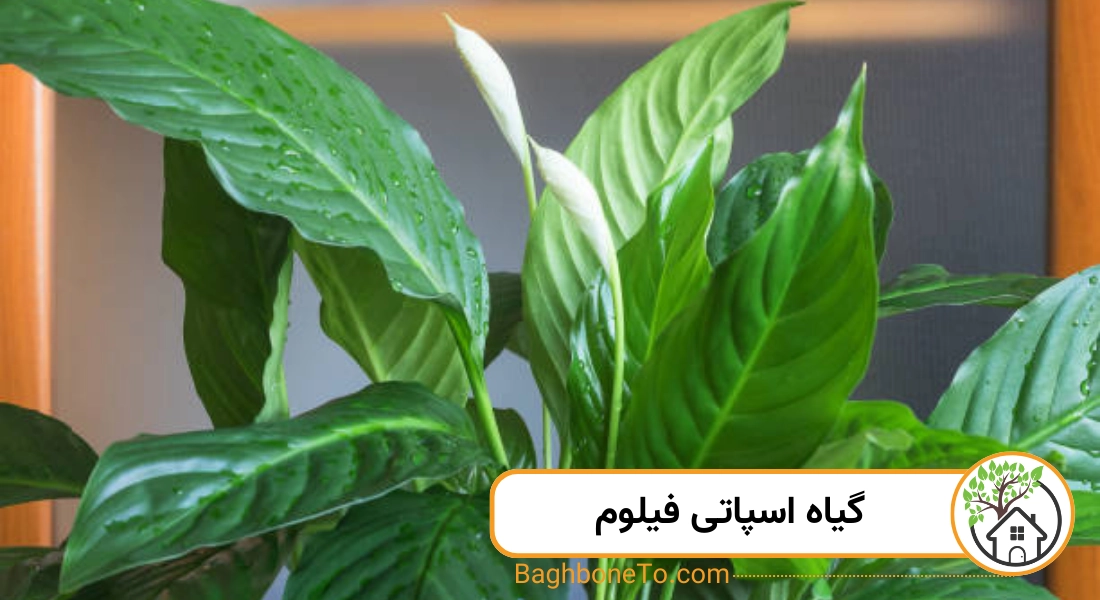 گیاه اسپاتی فیلوم 