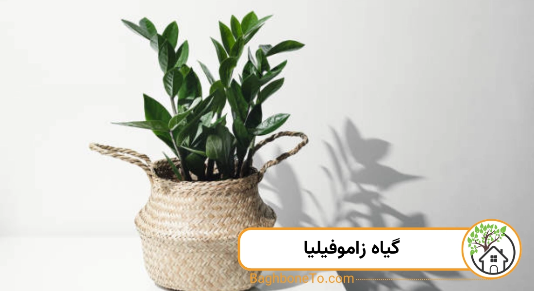 گیاه زاموفیلیا 