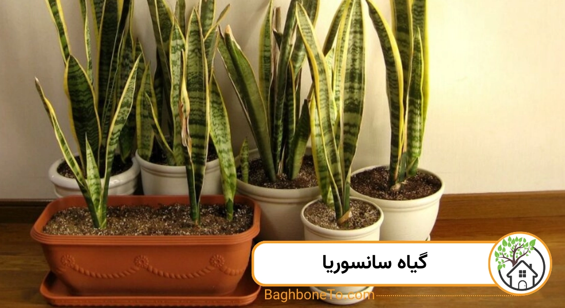 گیاه سانسوریا 
