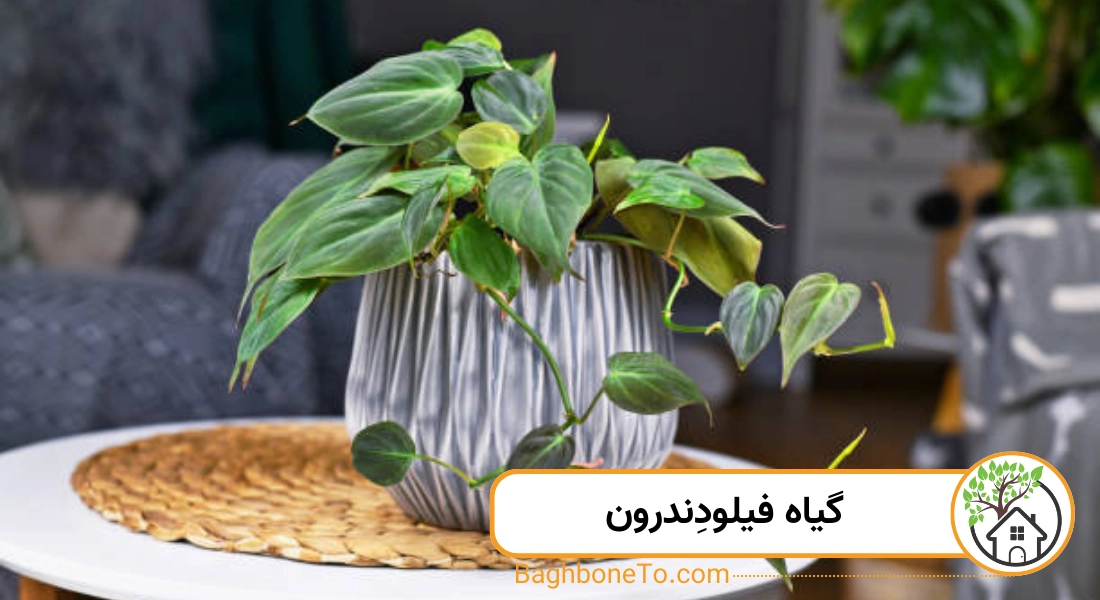 گیاه فیلودِندرون 