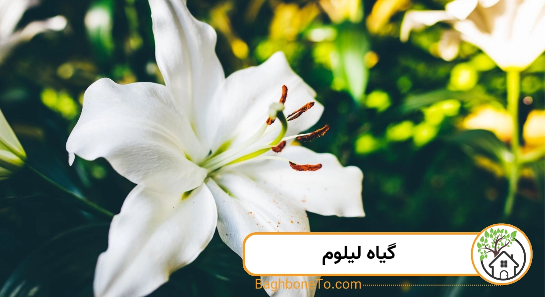 گیاه لیلیوم 