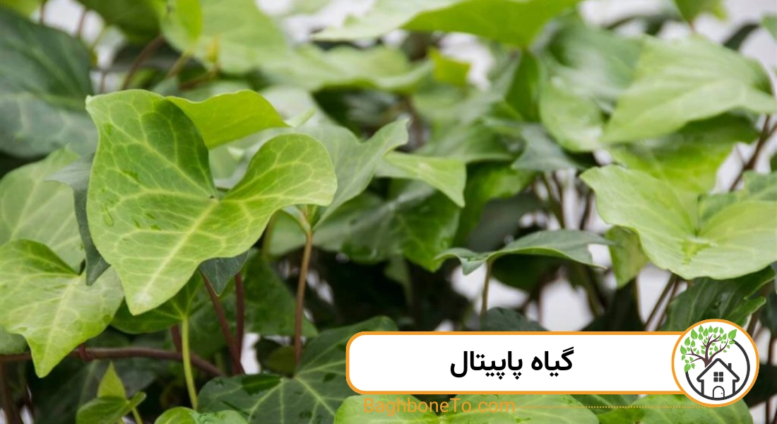 گیاه پاپیتال 
