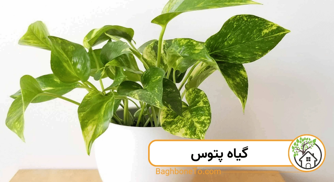 گیاه پتوس