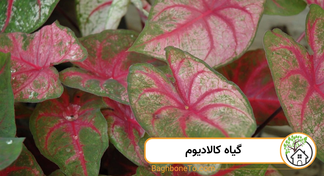 گیاه کالادیوم 