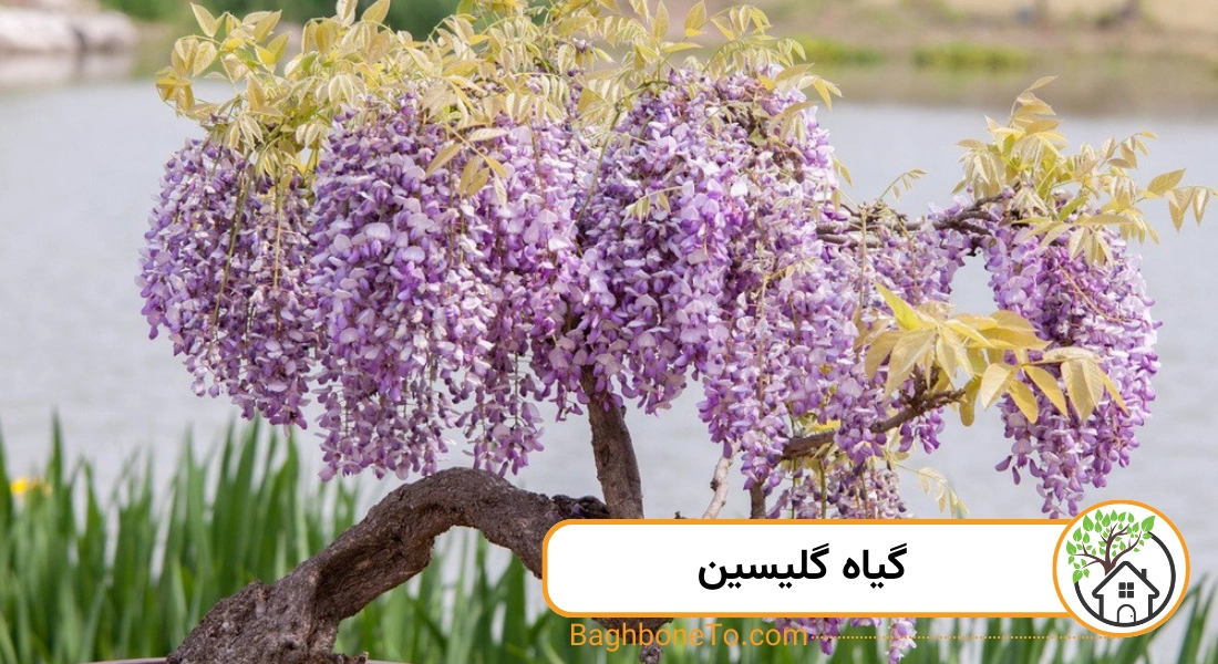 گیاه گلیسین