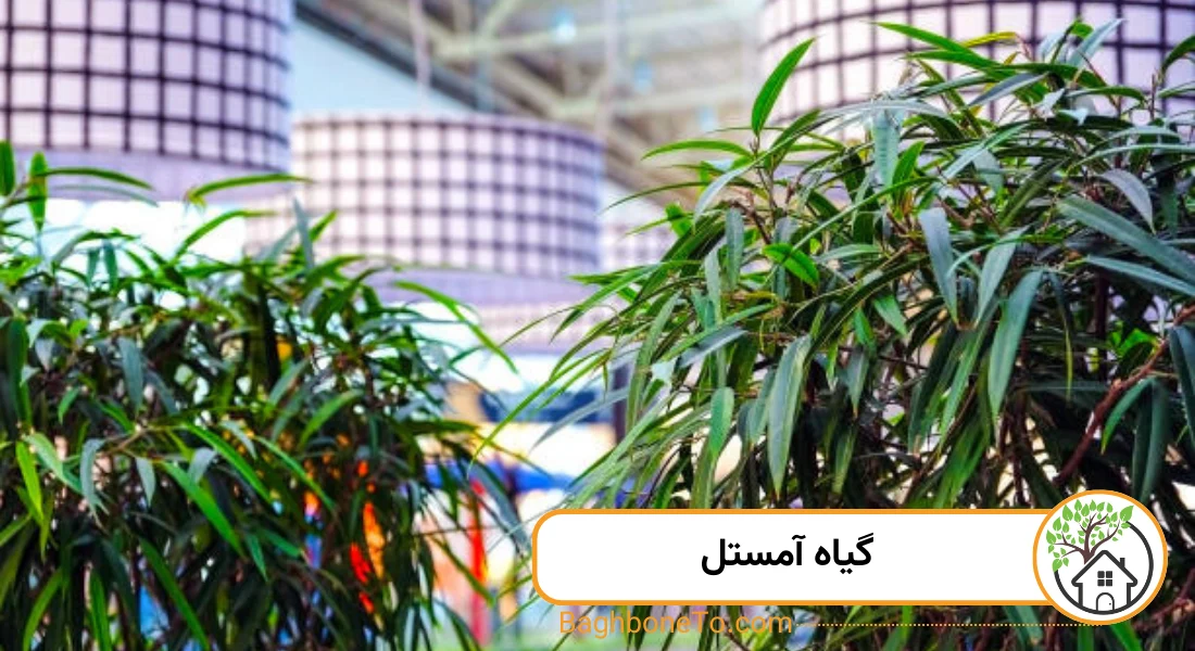 - گیاه امستل