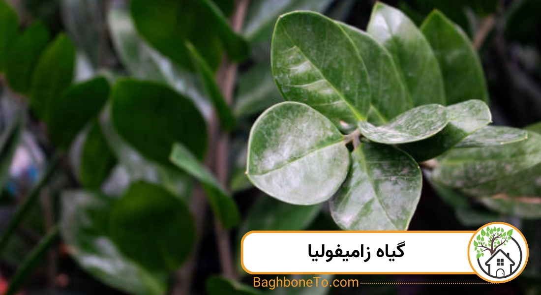 - گیاه زاموفیلیا