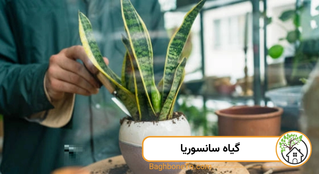 - گیاه سانسوریا