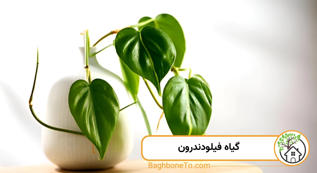 - گیاه فیلودندرون