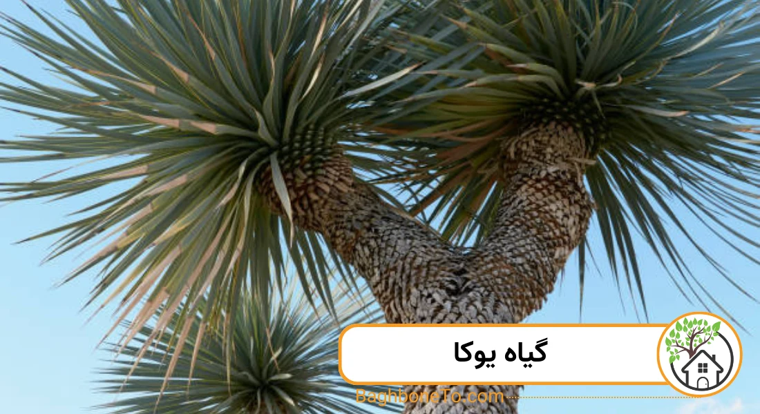 - گیاه یوکا