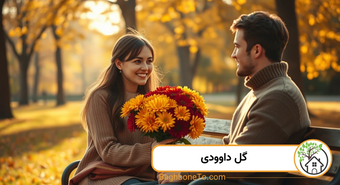 گل داوودی
