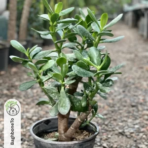 گل بونسای یشم