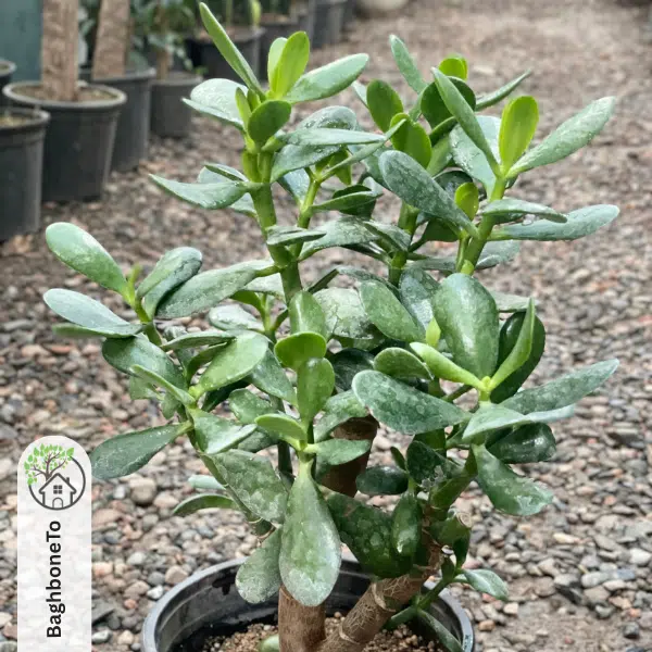 - بونسای یشم