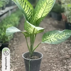 گل دیفن باخیا