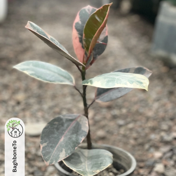 - فیکوس الاستیکا ارتشی